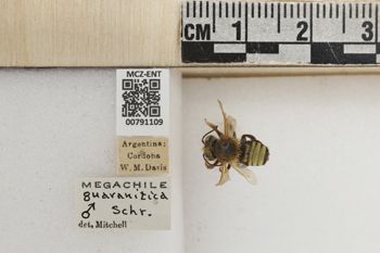 Media type: image;   Entomology 791109 Aspect: Labels